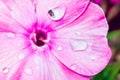 Detail of flower - stigma