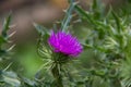 detail of the flower of the wild milk thistle that grows in the Argentine mountains in summer