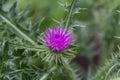 detail of the flower of the wild milk thistle that grows in the Argentine mountains in summer