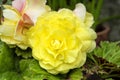 Detail of the flower of a yellow begonia