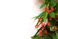 detail of flowered Begonia