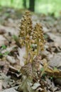 Detail of flowering Bird`s-nest orchid Neottia nidus-avis