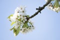 Detail of a flowering cherry tree