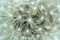 Detail of flowering dandelions