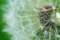 Detail of flowering dandelions