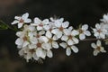 Detail of flowering greengage or damson plum tree