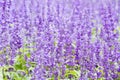 Detail of flowering heather plant in the garden.