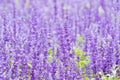 Detail of flowering heather plant in the garden.