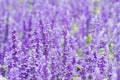 Detail of flowering heather plant in the garden.