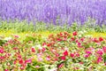 Detail of flowering heather plant in the garden.