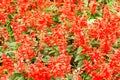 Detail of flowering heather plant in the garden.