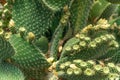 Detail on a flowering leaf of Opuntia Cactus Royalty Free Stock Photo