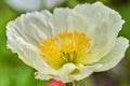 Detail of flowering opium poppy in Latin papaver somniferum Royalty Free Stock Photo