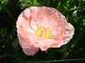 Detail of flowering opium poppy in Latin papaver somniferum, poppy field, white colored poppy Royalty Free Stock Photo