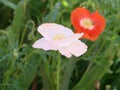 Detail of flowering opium poppy in Latin papaver somniferum, poppy field, white colored poppy Royalty Free Stock Photo