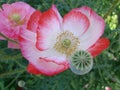 Detail of flowering opium poppy in Latin papaver somniferum, poppy field, white colored poppy Royalty Free Stock Photo