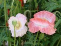 Detail of flowering opium poppy in Latin papaver somniferum, poppy field, white colored poppy Royalty Free Stock Photo