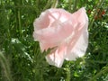 Detail of flowering opium poppy in Latin papaver somniferum, poppy field, white colored poppy Royalty Free Stock Photo