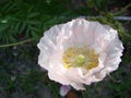 Detail of flowering opium poppy in Latin papaver somniferum, poppy field, white colored poppy Royalty Free Stock Photo