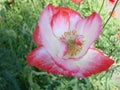 Detail of flowering opium poppy in Latin papaver somniferum, poppy field, white colored poppy Royalty Free Stock Photo