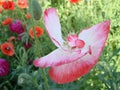 Detail of flowering opium poppy in Latin papaver somniferum, poppy field, white colored poppy Royalty Free Stock Photo