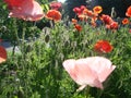 Detail of flowering opium poppy in Latin papaver somniferum, poppy field, white colored poppy Royalty Free Stock Photo