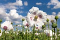 Detail of flowering opium poppy Royalty Free Stock Photo