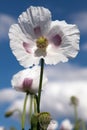 Detail of flowering opium poppy Royalty Free Stock Photo