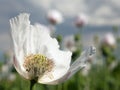 Detail of flowering opium poppy papaver somniferum Royalty Free Stock Photo