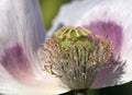 Detail of flowering opium poppy papaver somniferum Royalty Free Stock Photo