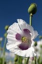 Detail of flowering opium poppy papaver somniferum Royalty Free Stock Photo