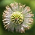 Detail of flowering opium poppy papaver somniferum Royalty Free Stock Photo