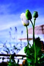 Detail of flowering opium poppy papaver somniferum, white colored poppy Royalty Free Stock Photo