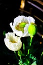 Detail of flowering opium poppy papaver somniferum, white colored poppy Royalty Free Stock Photo