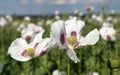 Detail of flowering opium poppy, poppy field Royalty Free Stock Photo