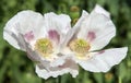 Detail of flowering opium poppy, poppy field Royalty Free Stock Photo