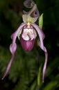 Lady's slipper - Pahiopedilum