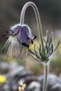 Detail of the flowering pasque flower