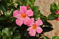 Blooming pink Mandevilla