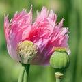 Detail of flowering poppy or opium poppy Royalty Free Stock Photo