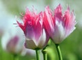 Detail of flowering poppy or opium poppy Royalty Free Stock Photo