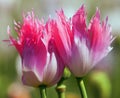 Detail of flowering poppy or opium poppy Royalty Free Stock Photo