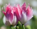 Detail of flowering poppy or opium poppy Royalty Free Stock Photo