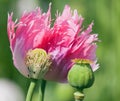 Detail of flowering poppy or opium poppy Royalty Free Stock Photo