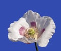 Detail of flowering poppy or opium poppy Royalty Free Stock Photo