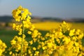 Rapeseed canola or colza field in latin Brassica Napus Royalty Free Stock Photo