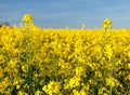 Rapeseed canola or colza field in latin Brassica Napus Royalty Free Stock Photo