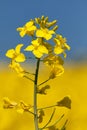 Rapeseed canola or colza field in latin Brassica Napus Royalty Free Stock Photo