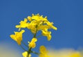 Rapeseed canola or colza field in latin Brassica Napus Royalty Free Stock Photo