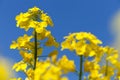 Rapeseed canola or colza field in latin Brassica Napus Royalty Free Stock Photo